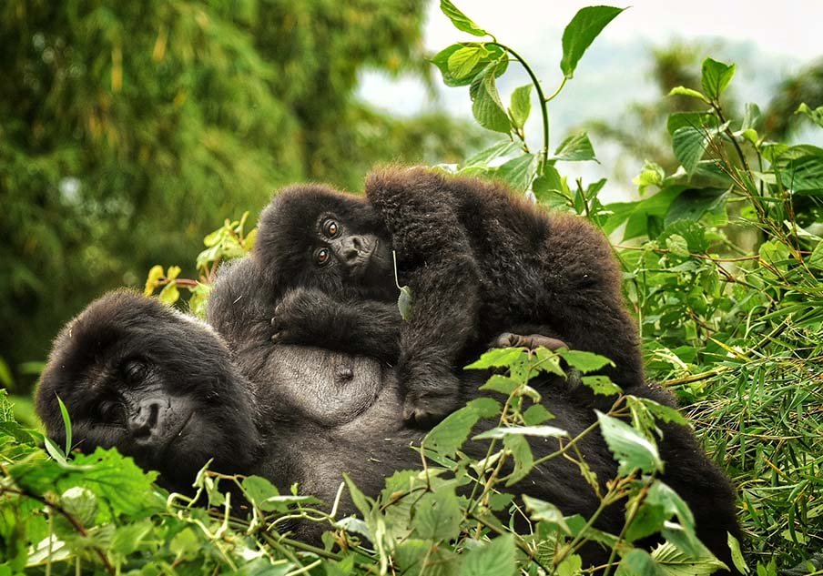 Bwindi National Park